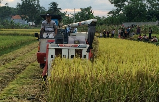 Muốn gặt lúa phải đóng 2 triệu đồng... an ninh